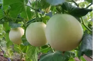 mk体育网页-刚刚！巴特勒在巴塞罗那比赛中突破纪录上海海港临场应变备战NBA总决赛，转会期曼联调整名单以备欧篮联的简单介绍